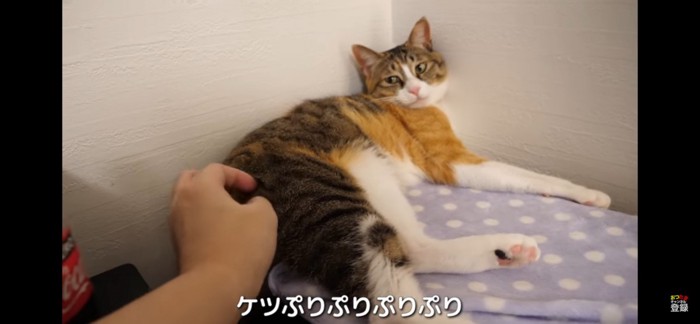 おしり