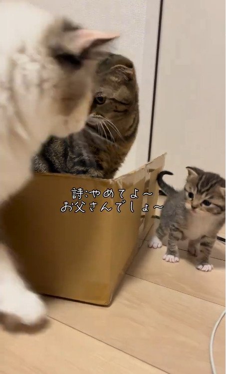 怒られる猫