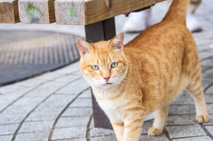 ベンチの前に立つ茶トラ猫