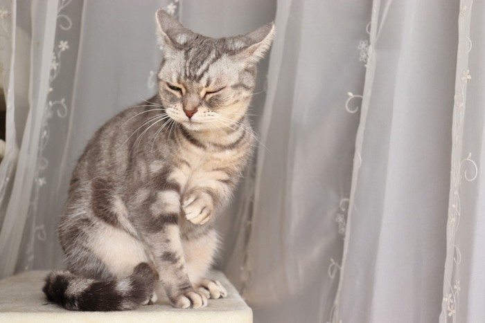 イカ耳猫アメリカンショートヘアー