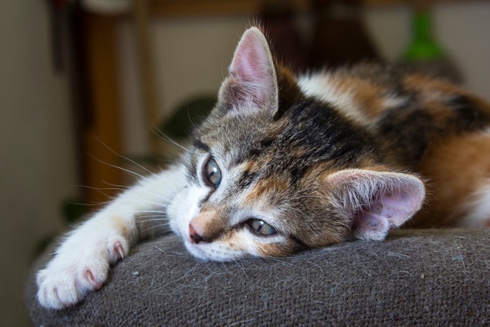 抜け毛がこびりついたソファに横たわる猫