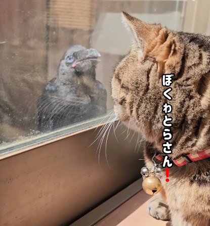 見つめ合う猫とカラス（画像内：ぼくわとらさん！）