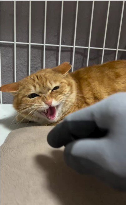 威嚇する猫