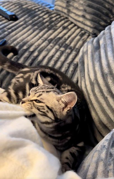 人の腕を噛んでいる猫