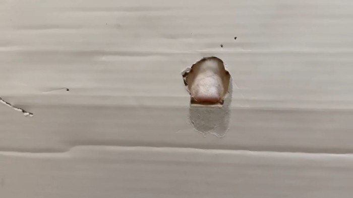 穴から見える猫の鼻