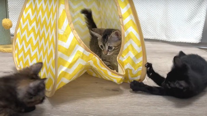 テントで遊ぶ子猫3匹
