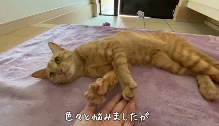 毛布の上で寝転がる猫さん