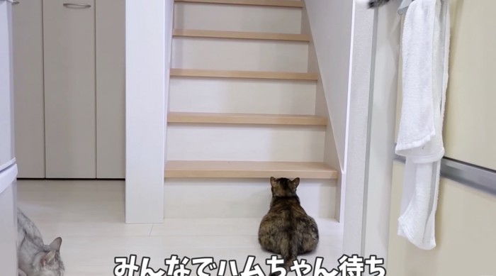 みんなでハムちゃん待ち