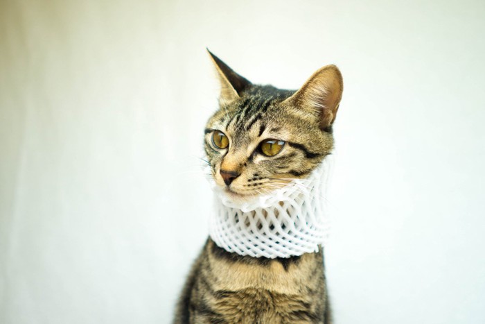 あみあみを被る猫