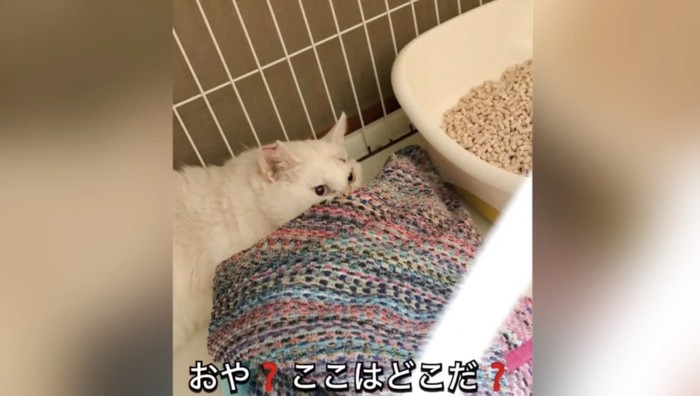 預かり直後のアイちゃん