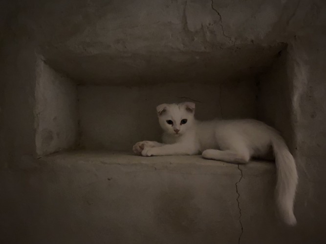 横になる猫