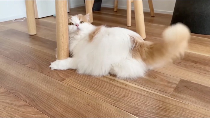 テーブルの足を前足でつかむ猫