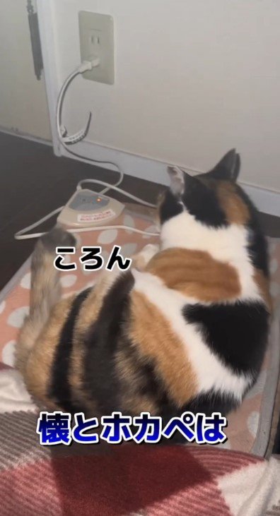 ホットカーペットの上の猫