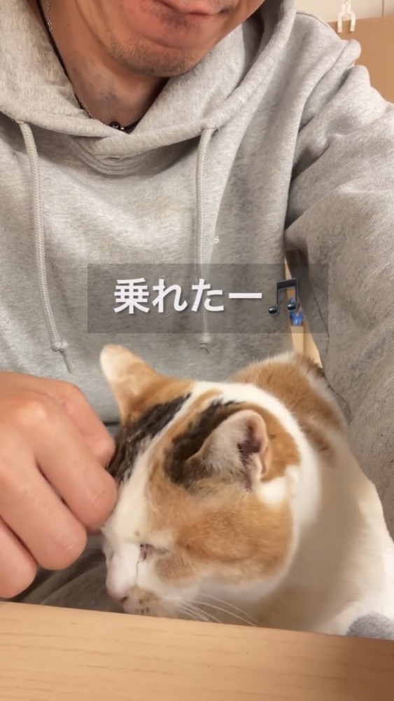 膝の上に乗る猫