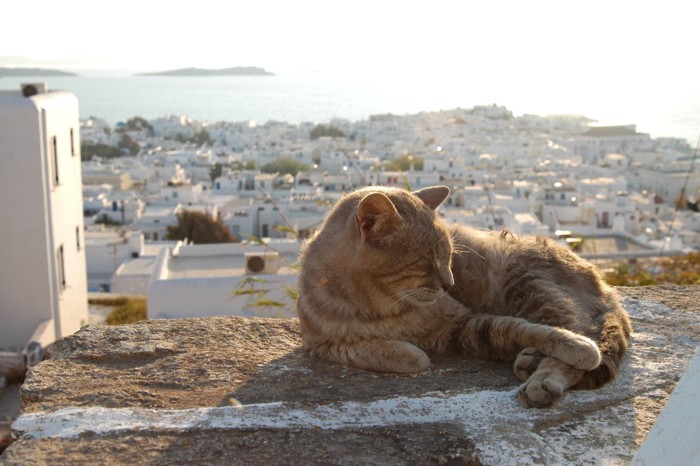 ミコノス島の猫