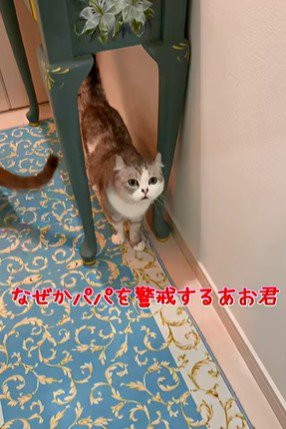 テーブルの下からパパさんを見る猫