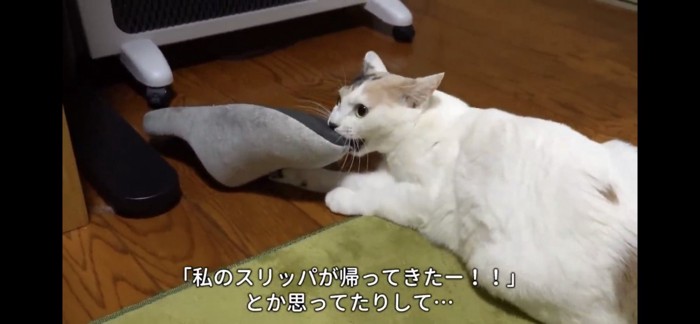 スリッパをくわえる猫