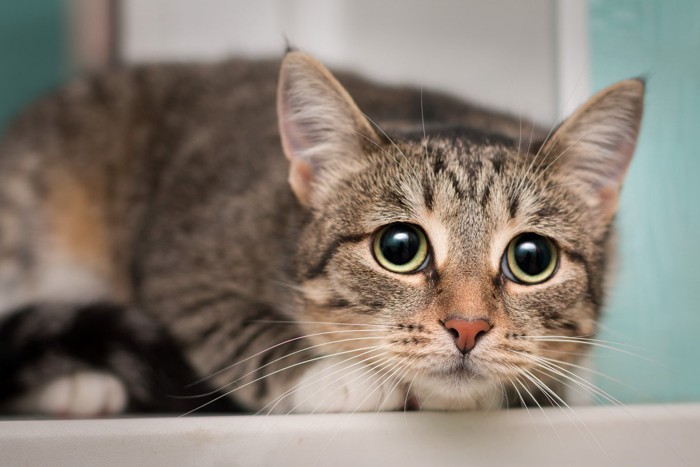 瞳孔が開き不安そうな顔の子猫