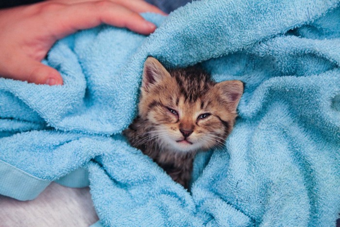 タオルにくるまる具合の悪そうな子猫