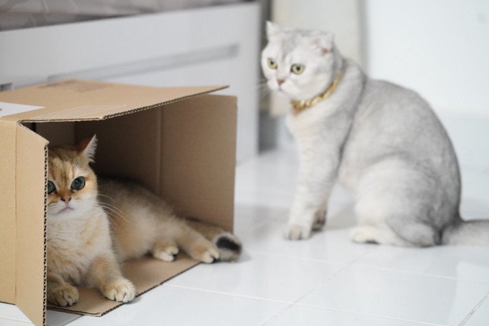 地味に箱を取り合う猫