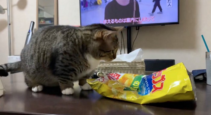 元の位置に戻る猫