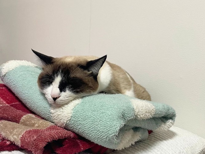 毛布の上でくつろぐ猫