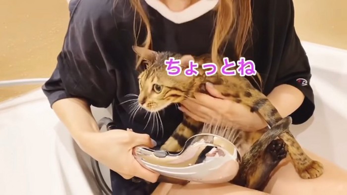 飼い主さんの膝の上の猫