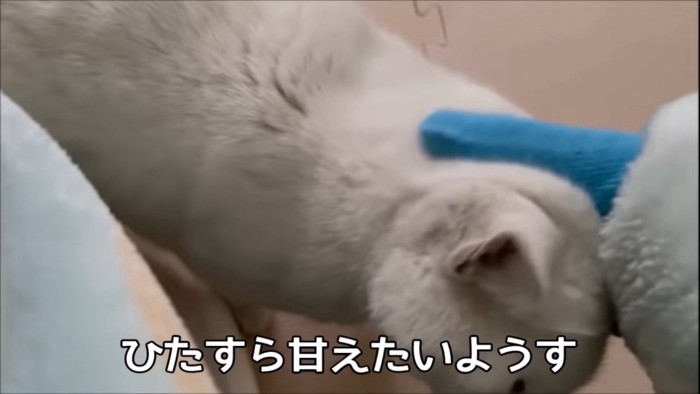 撫でてもらう猫