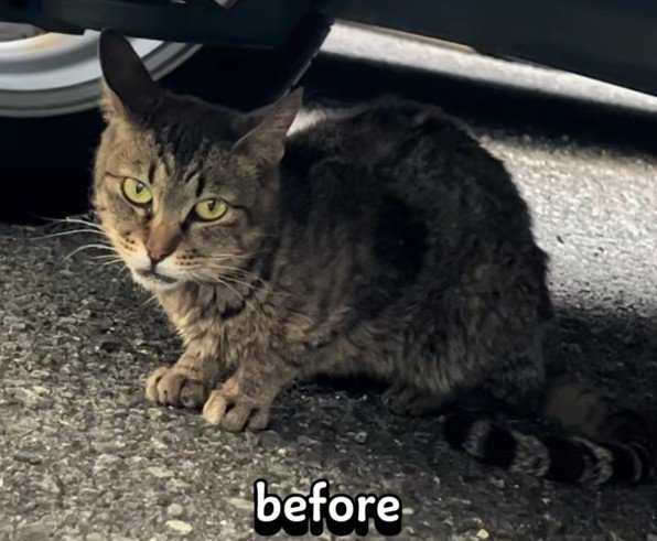 ボロボロの猫