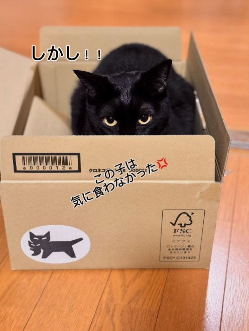 段ボールの中にいる猫