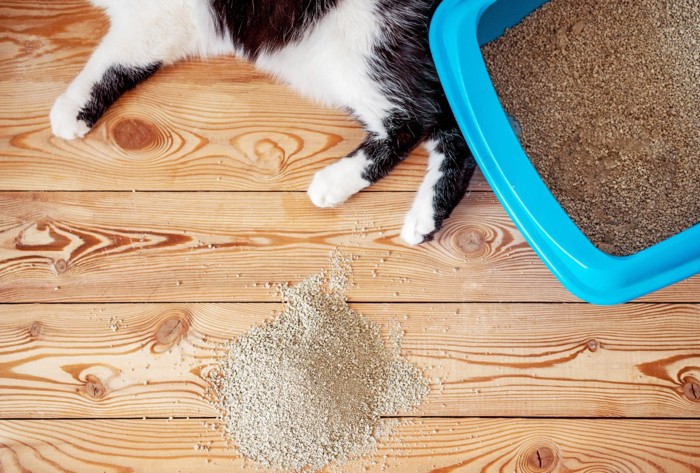 飛び散った猫砂