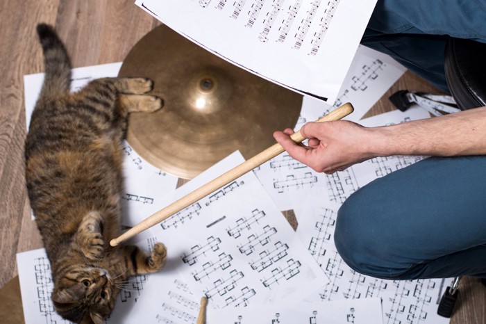 シンバルをたたく人と猫