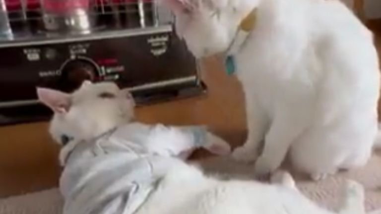 室内にいる猫