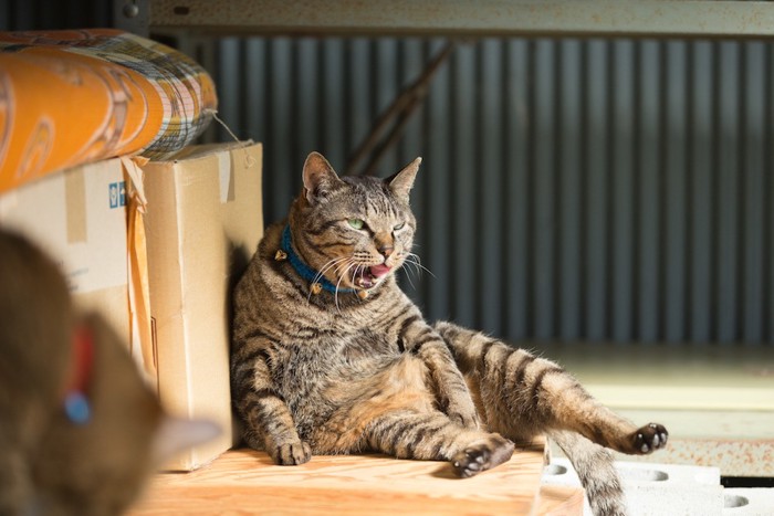 お腹がいっぱいの猫