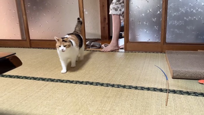 戸から歩いてくる姿