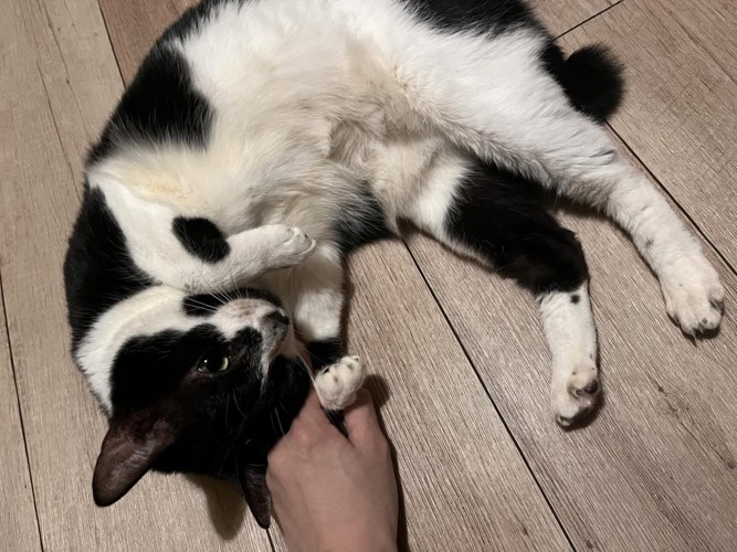 白黒の猫