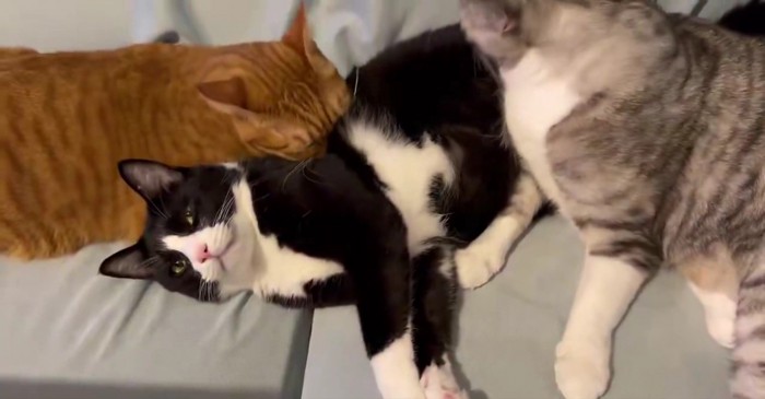 2匹の猫に毛づくろいされる猫