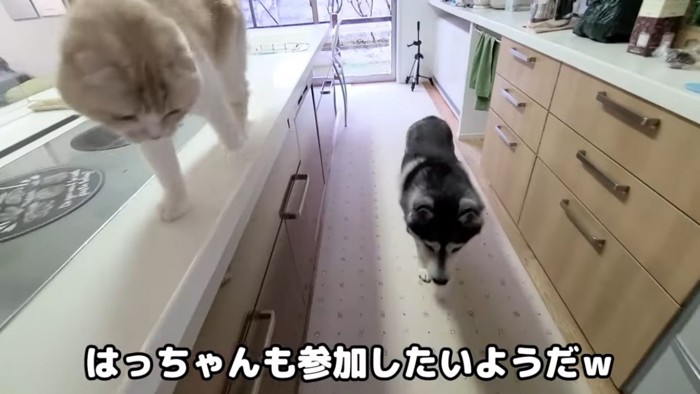 おもちゃを見つけたハスキー犬