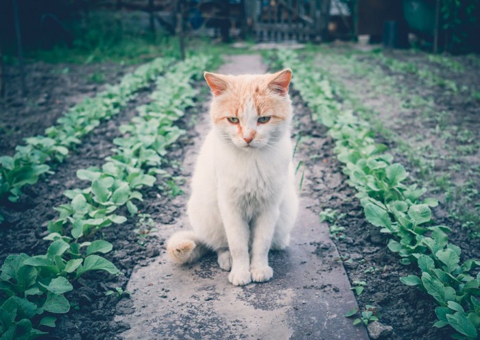 逃げた猫