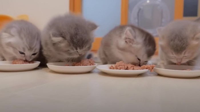 ご飯を食べている子猫たち