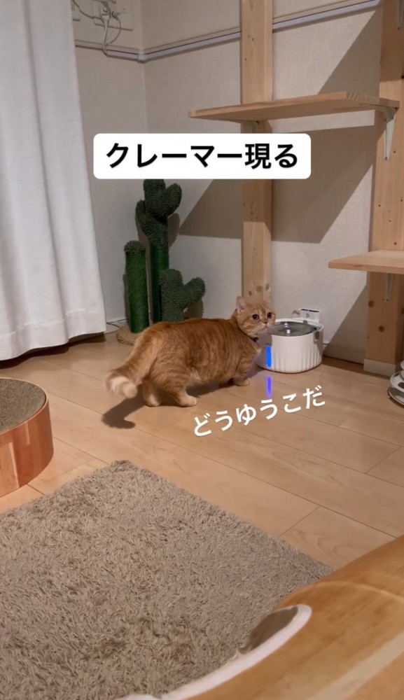 振り返る猫