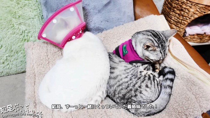 背中をくっつけて寝る猫