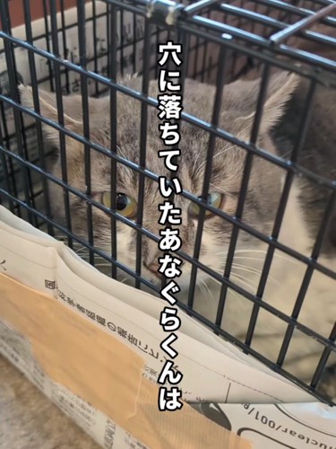 捕獲器の中にいる猫