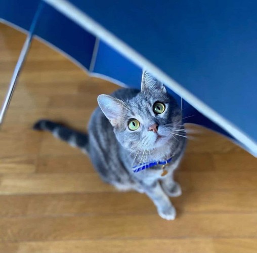 傘の下でカメラ目線の猫