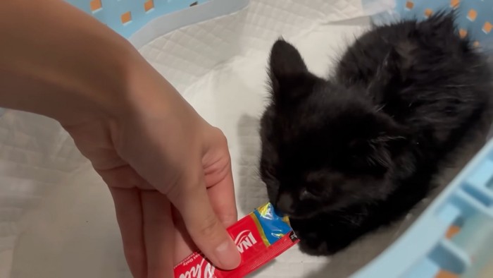 おやつを食べる猫