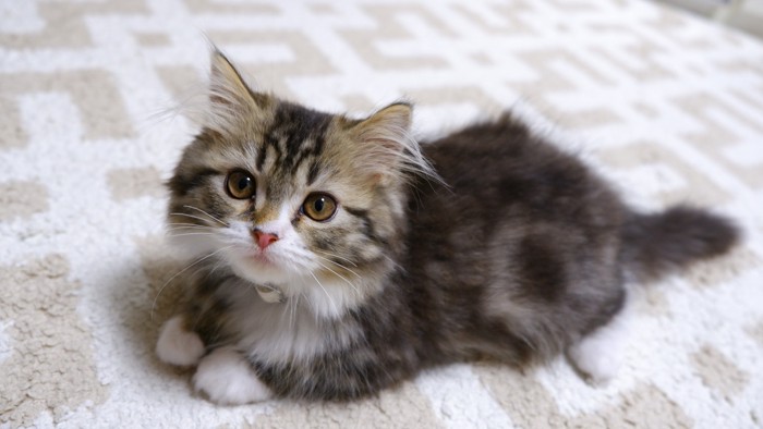 カメラ目線で床に伏せているミヌエットの子猫