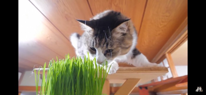 猫草