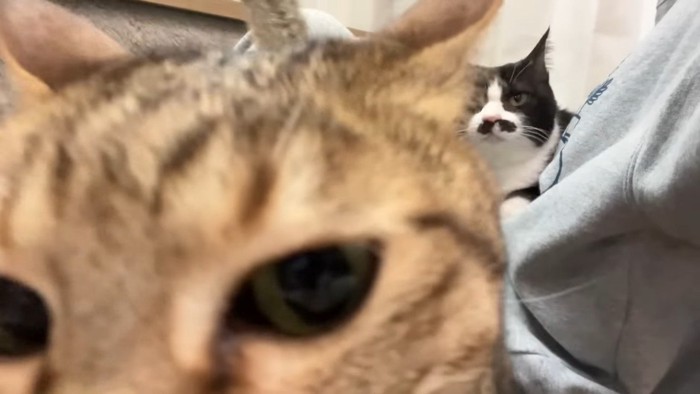 キジトラさんのドアップ