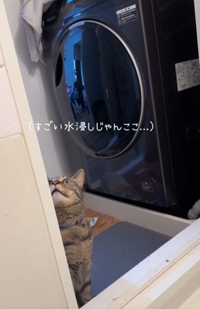 天井を見ている猫