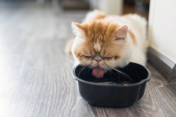 ドアの外で飲む猫